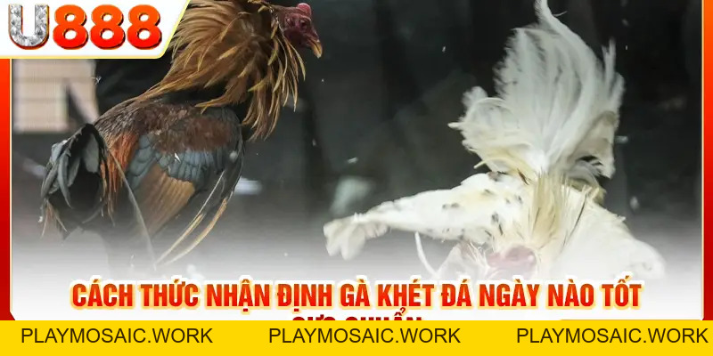 Gà Khét Đá Ngày Nào Tốt? Giải Đáp Chi Tiết & Gợi Ý Mẹo Hay