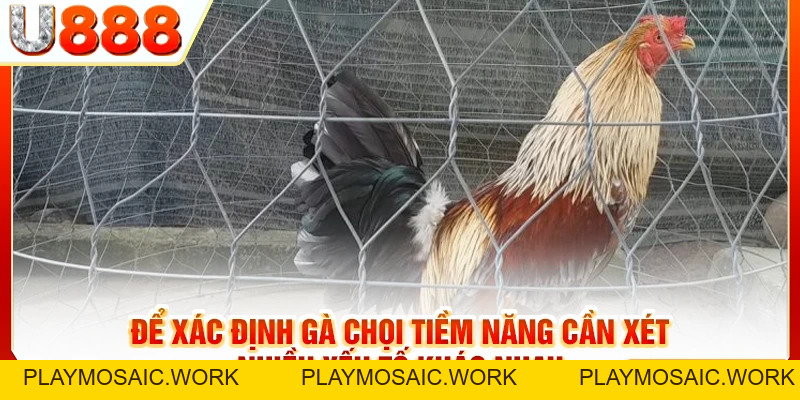 Gà Chọi Gáy 5 Tiếng Tượng Trưng Cho Điều Gì? Tốt Hay Xấu?