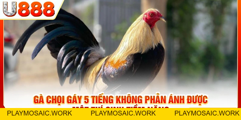 Gà Chọi Gáy 5 Tiếng Tượng Trưng Cho Điều Gì? Tốt Hay Xấu?
