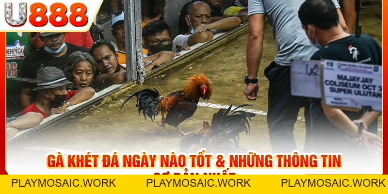Gà Khét Đá Ngày Nào Tốt? Giải Đáp Chi Tiết & Gợi Ý Mẹo Hay