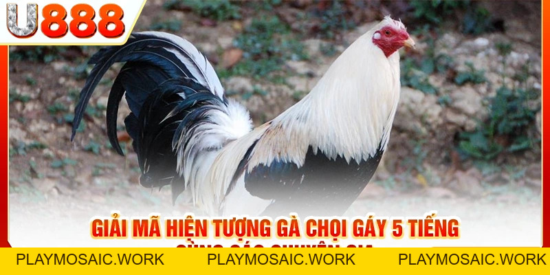 Gà Chọi Gáy 5 Tiếng Tượng Trưng Cho Điều Gì? Tốt Hay Xấu?