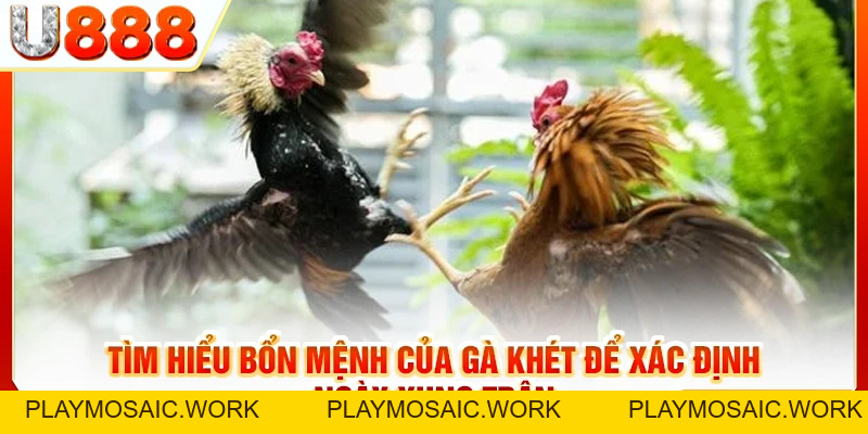 Gà Khét Đá Ngày Nào Tốt? Giải Đáp Chi Tiết & Gợi Ý Mẹo Hay